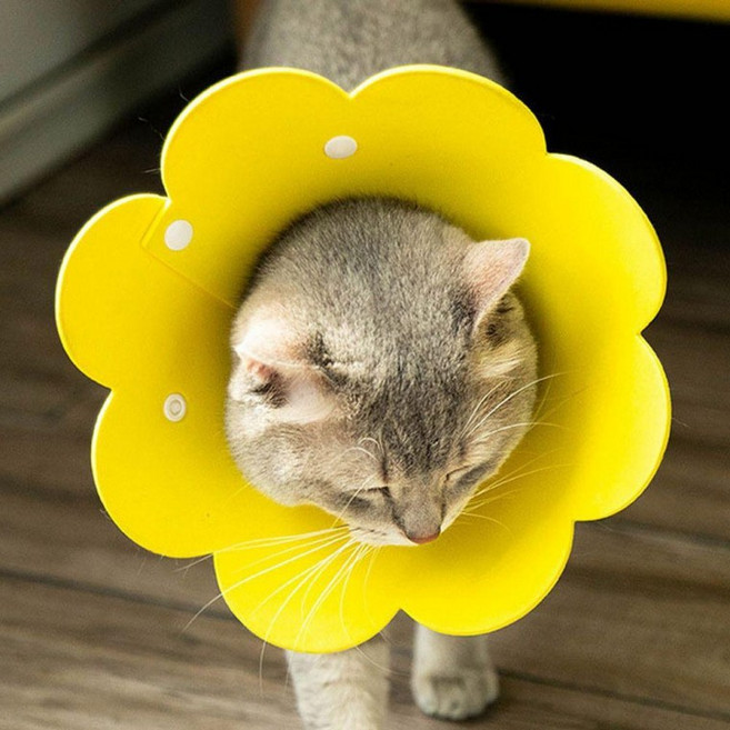 방수 넥카라 강아지 고양이 부드러운 꽃모양 깔대기 중성화넥 고양이넥 강아지넥, 1개, 상세페이지 참조