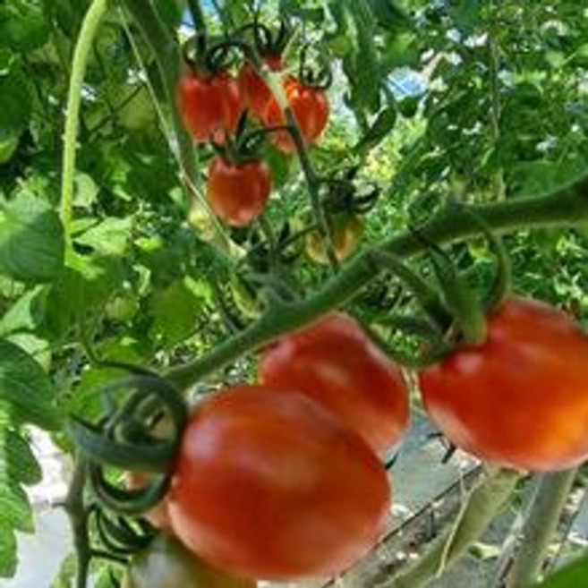 국내산 대추방울토마토 1kg (벌크포장)