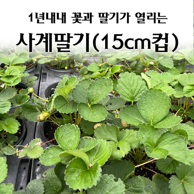 [모종심는아빠] 1년내내 꽃이피고 딸기가 열리는 사계딸기 모종 쏘라야 (15cm컵포트), 1개