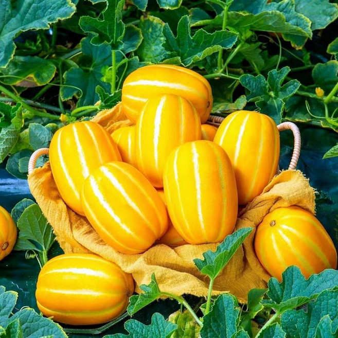 [산지직송]고당도 성주참외 꿀참외 대과 아삭하고 달달한 최고의 맛, 1박스, 3kg