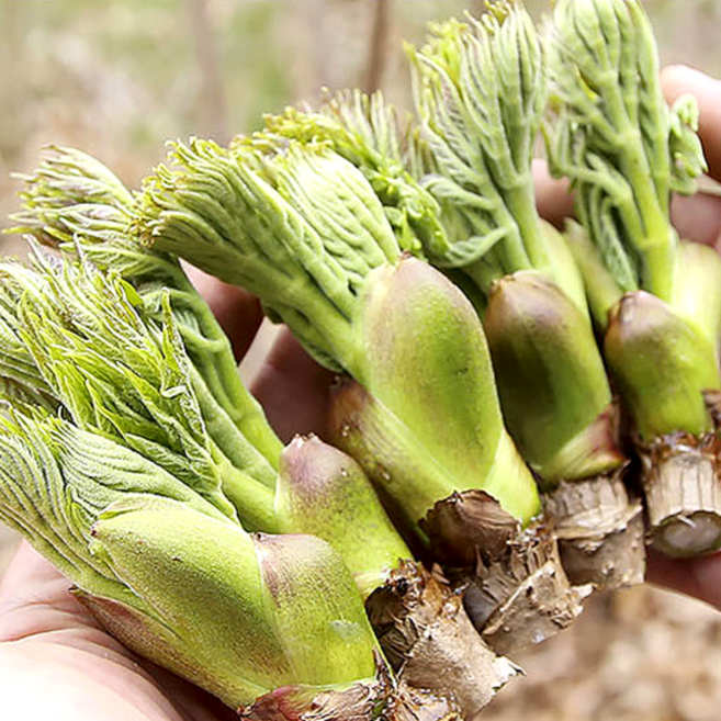 국내산 참두릅 원순 첫순 중, 1박스, 1kg