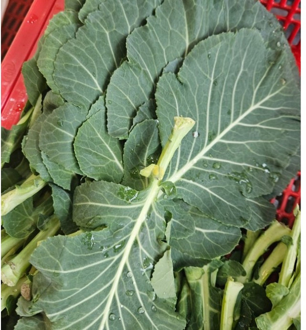 국내산 유기농 케일 쌈케일 1kg, 1개