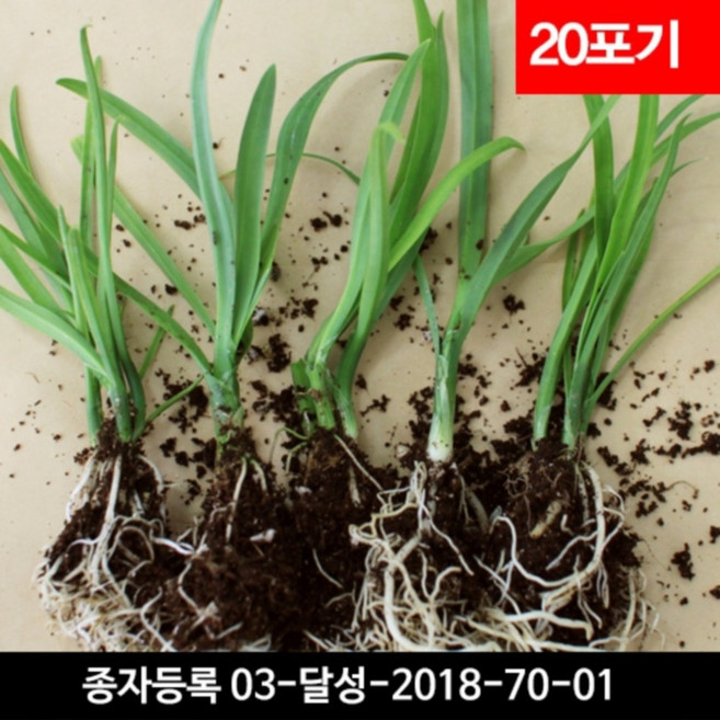 삼채모종 20포기 - 직접키우는 국산 삼채씨앗, 1개