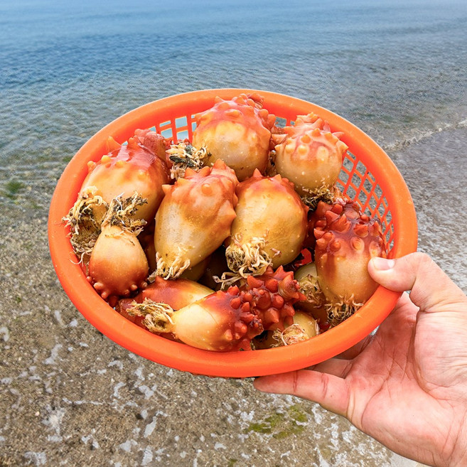 통영 싱싱한 생물 활멍게 깐멍게, 1개, 3kg (40-50미 내외)