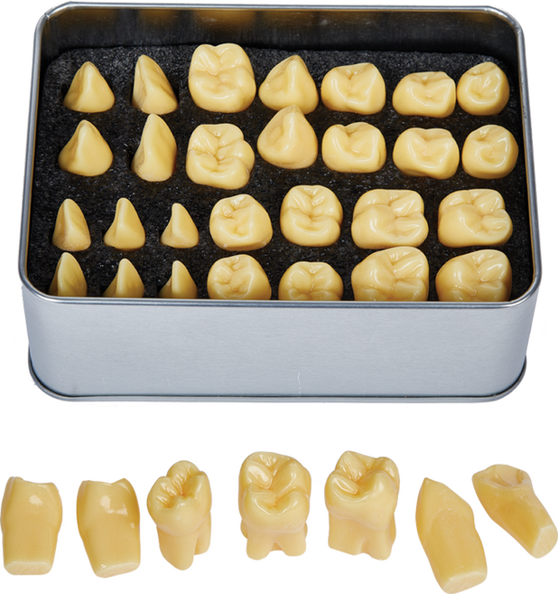 AM048/ 2배크기 치아 형태학 교육 교합면 디자인 치과대 치기공 교육 덴티폼 모형, 1개