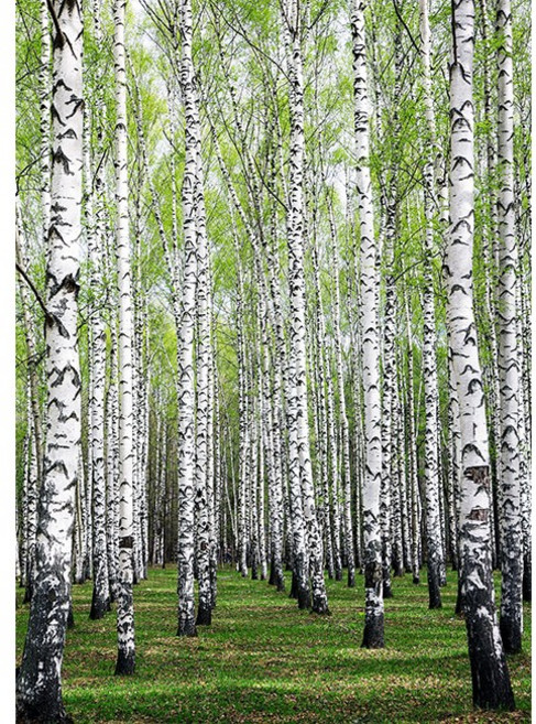 화색갤러리 인테리어액자 자작나무 노프레임 캔버스 그림 액자, 03자작나무, 1개