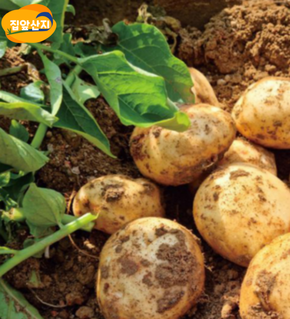 [집앞산지] 보슬보슬 수미 감자, 1박스, 3kg (특)