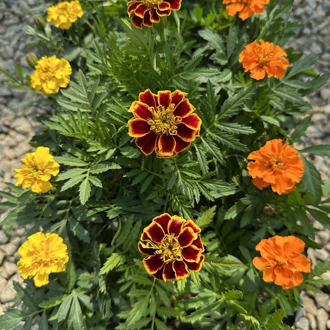 메리골드 3색15개세트 오래피는꽃모종, 1개