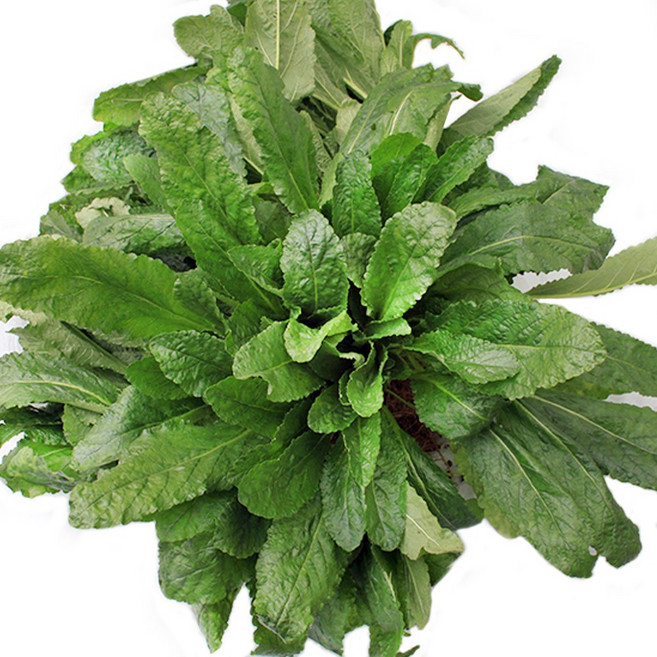 곰보배추 생초 뿌리포함 국산 농장직송, 500g, 1개