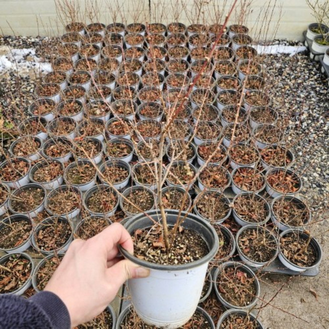 이스라지(산앵두)묘목 6치화분 개화주 나무언니, 1개