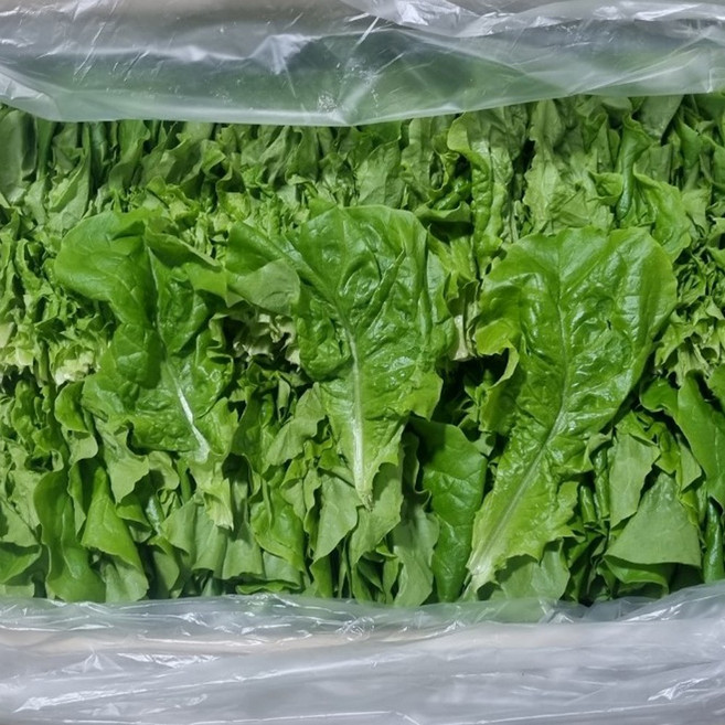 클릭마켓 국내산 청상추 2kg, 1개