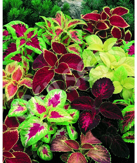 두달 이상 오래가는 꽃 30가지 선택구매, 1개, 20. 콜레우스 혼합색