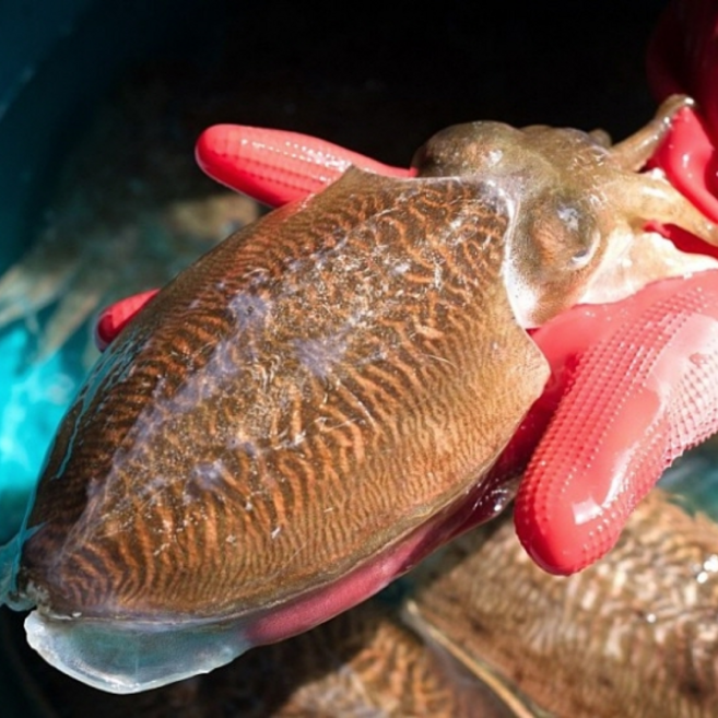 국내산 당일조업 탱글쫀득 생물 갑오징어, 1박스, 1kg(4-6미)