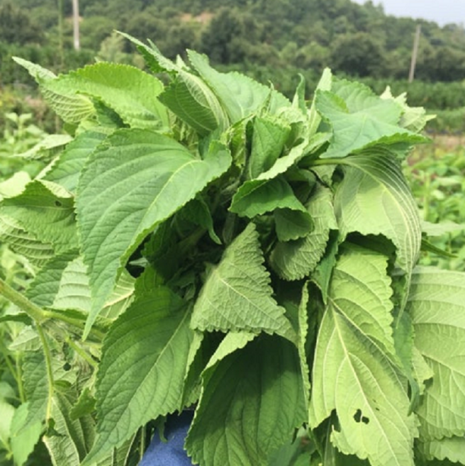 산해들녘 국내산 제철 깻순 나물 생 데친 손질 간편 웰빙 다이어트 무침 볶음 조림 반찬 200g 1kg, 1개, 데친 깻순 200g