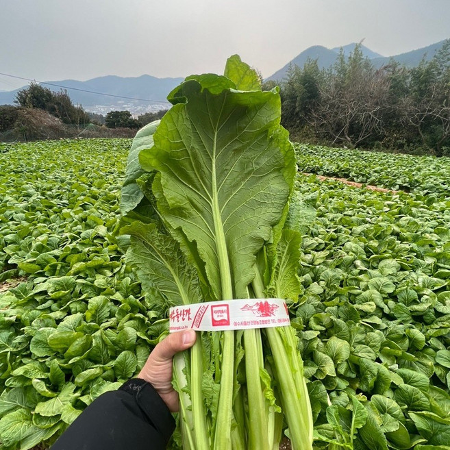[제니네 제철과일] 여수 돌산갓 3kg 5kg 10kg 산지직송 봄 제철 국내산, 2g, 1개, 2L