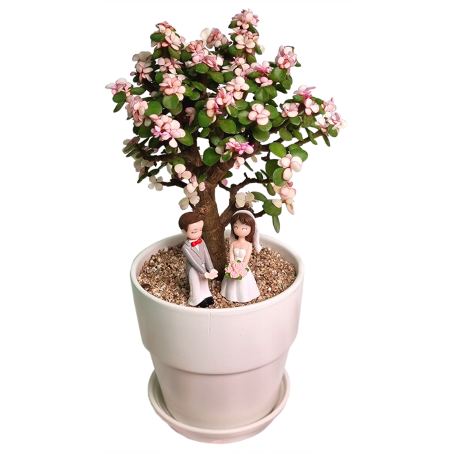 사랑무 핑크아악무 다육이 은행목 식물만 & 화분SET - 개업선물 집들이 실내식물 인테리어, 4. 독일토분(크림-받침별도구매), 1개