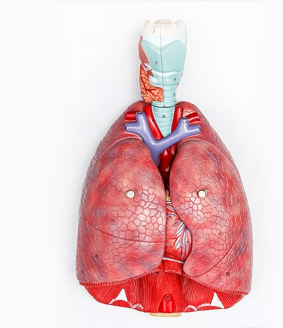 인체 호흡기 해부모형(1대1), 1개