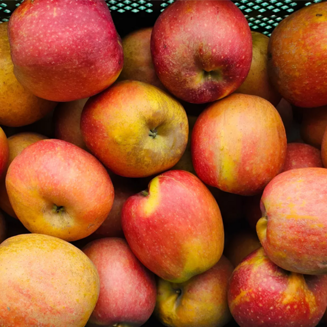 [핫딜전용] 문경 감홍사과 당도선별 가정용, 1박스, 중과 2kg