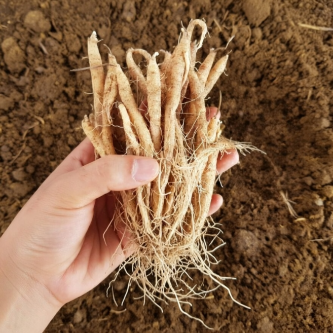 국산 더덕 종근 모종 종자 뿌리 1년근 2년근, 1개, 1kg