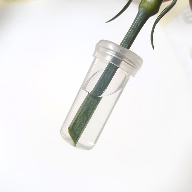 이루리숲 꽃 생화 워터픽 한송이 꽃 플라스틱 물주머니 50개, 1세트