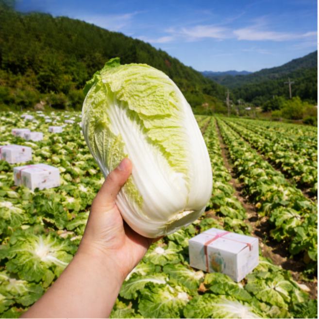 알배기배추 보쌈용 아삭한 쌈배추 친환경 채소, 1.5kg, 1박스, 쌈배추 (300g~400)g
