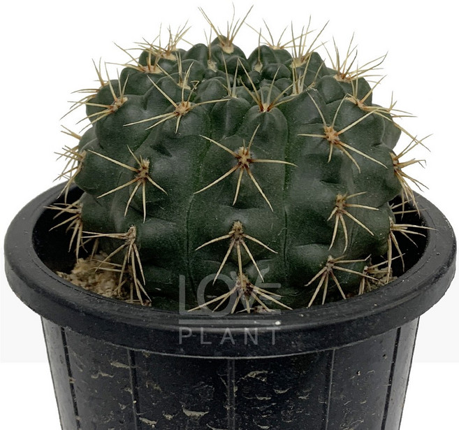 [꽃사랑식물나라] 비화옥 선인장 공기정화식물 식물키우기, 1개