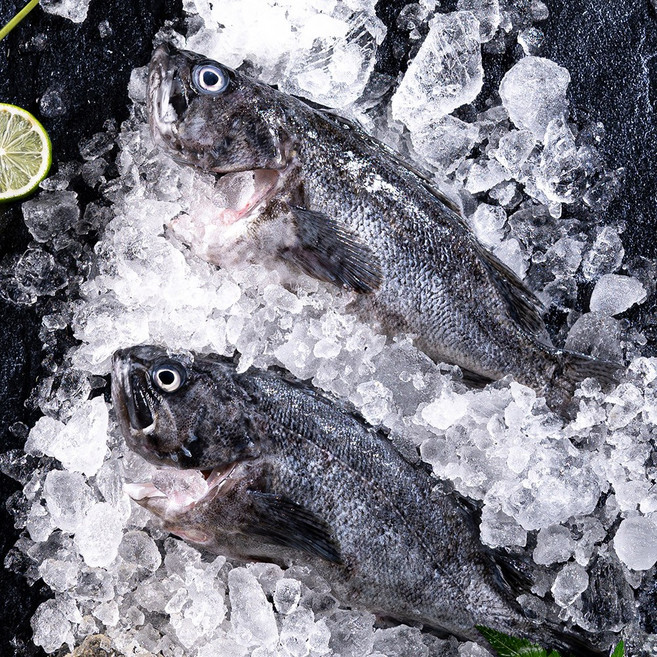 통영 손질 활 우럭 1kg 당일조업 발송 / 손질후 실중량 700g 내외, 1개, 손질우럭 1kg