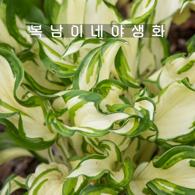 호스타 키위스피어민트 [1개 복남이네야생화 모종 반그늘 지피 무늬종 hosta], 1개