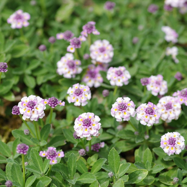 겹물망초 쿠라피아, 1개