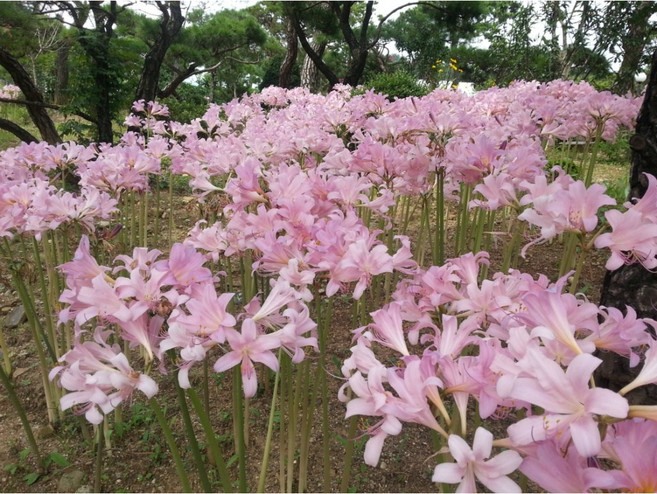 [명일원] 분홍상사화 개화구 4구 1셑, 1개