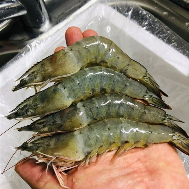 국내산 흰다리새우1kg 35미 내외 업소용 새우장 새우찜 새우탕 소금구이 간식 안주, 1세트, 1kg(35미내외)