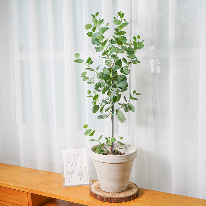 갑조네 유칼립투스 폴리안 외목대 중품 공기정화식물, 1개