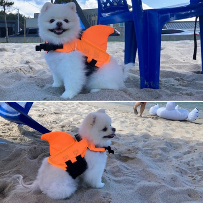 아서아리 강아지 수영복 구명조끼, 주황, 1개