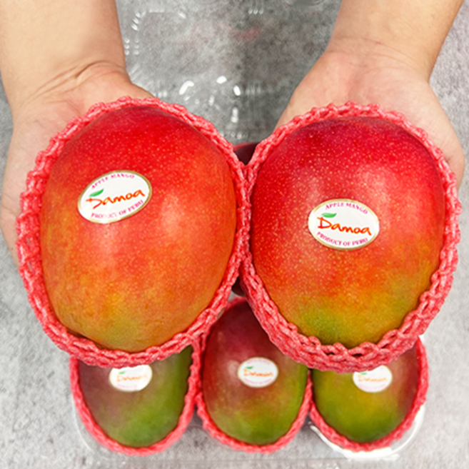 [망고성지] 항공직송 고당도 애플망고 선물세트 당도선별, 1박스, 항공직송 애플망고 6과 (2.4KG내외)