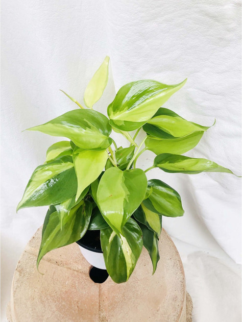 서비내 옥시 카르디움 브라질 Philodendron oxycardium 'Brasil' 희귀식물 인테리어 반려식물 실내식물, 1개, .