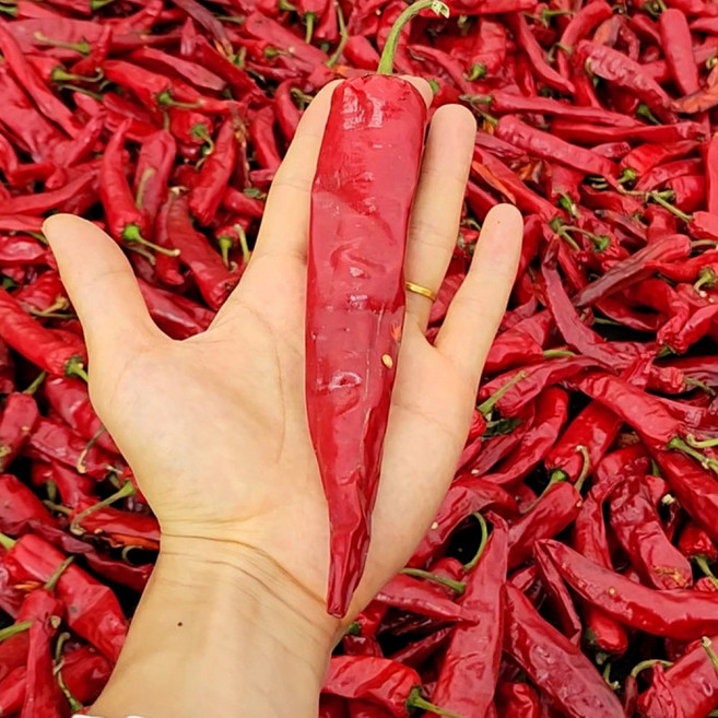 꼭지있는 국산 태양초 건고추 10근, 1개, 10근 6kg