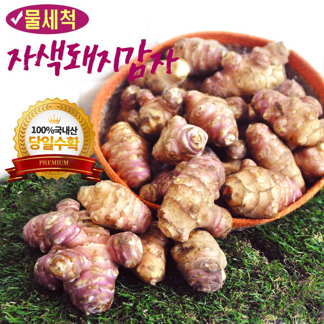 세척 생돼지감자 돼지감자 자색돼지감자 프리미엄급(특대), 1박스, 3kg 프리미업급 특상품(대)
