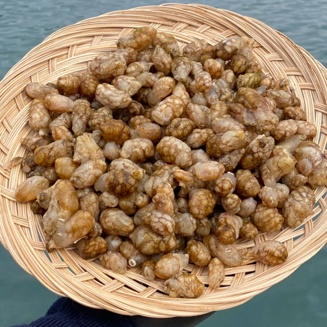훈씨네 통영 냉동 오만둥이 1kg, 1개, 3kg x