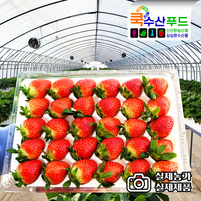 산청 김천 설향딸기(750g 이상) 논산 한방농법 생딸기 특등급 선물용 세트, 01 소 설향 35과(750g이상), 1개