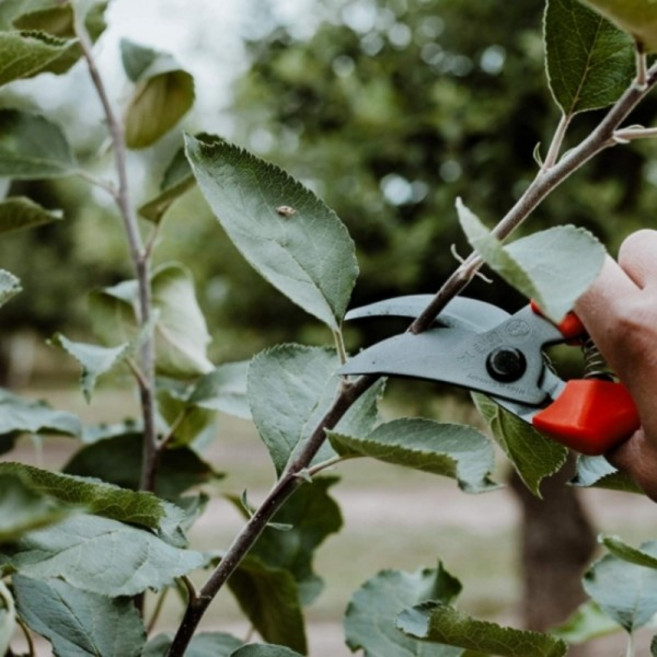 MADE IN GERMANY 뢰베(LOWE) 충격흡수장치 컴팩형 전지가위 14.107, 쿠팡 본상품선택, 1개