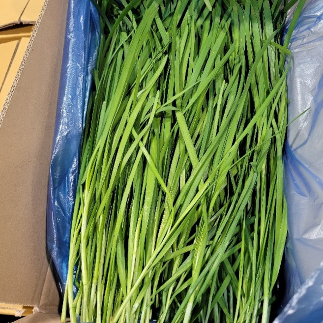 부추 1kg 발품장터, 1개
