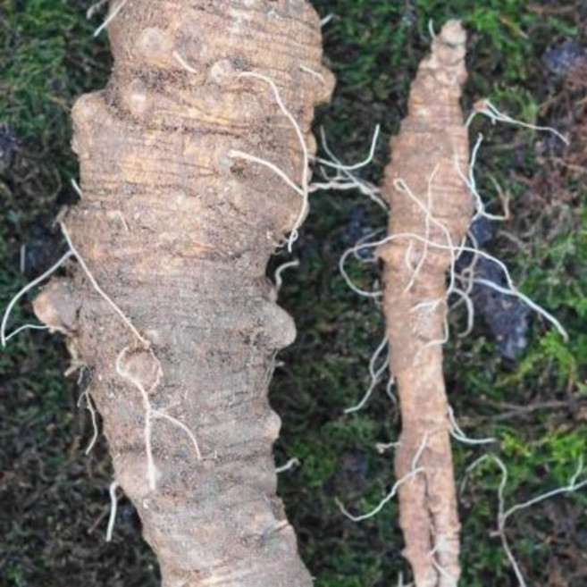 담금주용 산더덕 한 뿌리 100g 이상 대물 산더덕, 1개