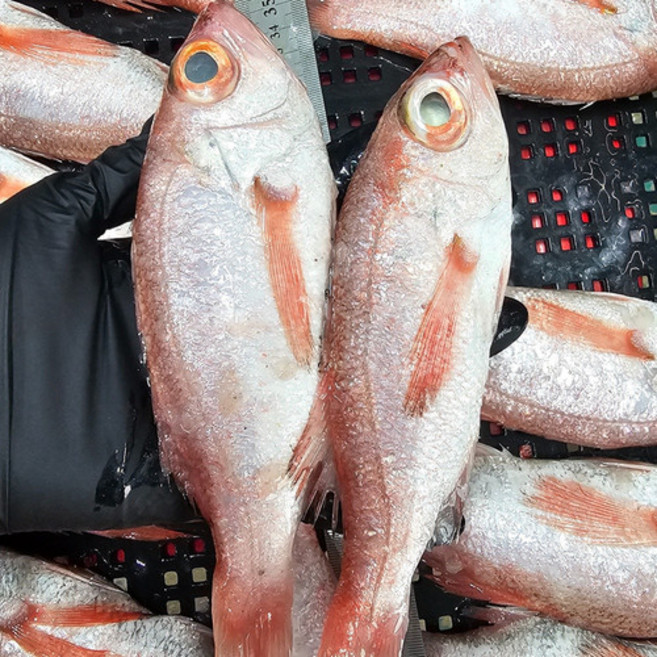 싱싱햇 싱싱햇 국산 생물 금태 아까무스 붉은생선 눈볼대, 1세트, 2kg(17-20미)