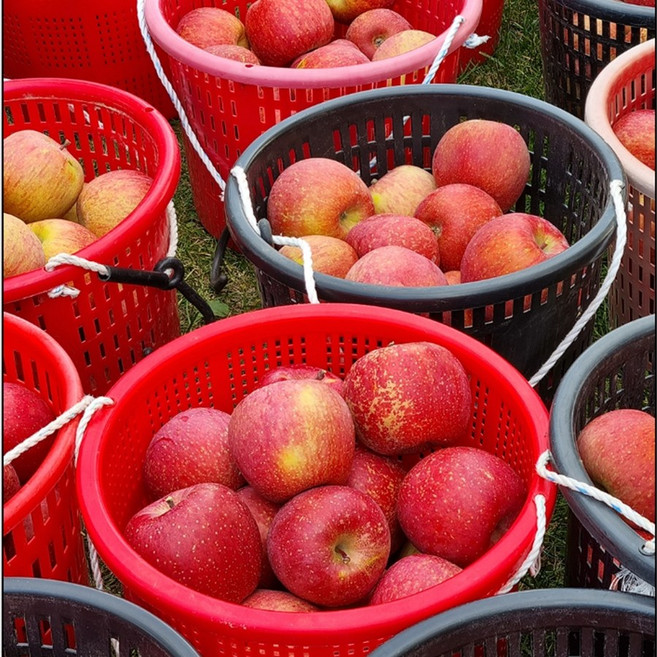 부사 사과 2kg 중과 8~10과 내외