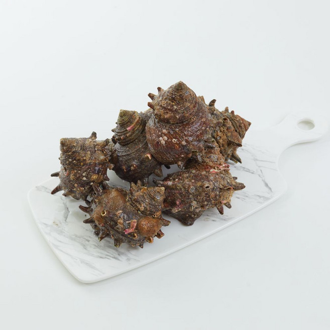 남해안 당일조업 생물 뿔소라 최상급 (오전 10시 이전 주문시 당일발송), 1개, 3kg (kg당 6미 내외)