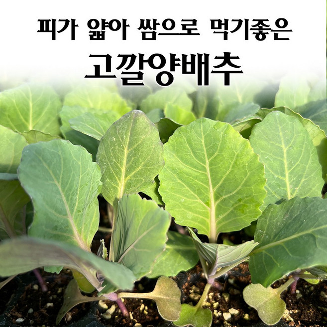 [모종심는아빠] 속이 꽉 차고 피가 얇아 쌈으로 먹기 좋은 고깔양배추 모종, 36개, 모종