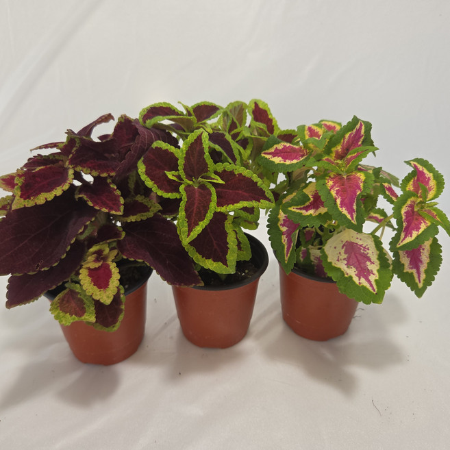 [안녕두구동]콜레우스 화려한잎 2+1 키우기쉬운식물