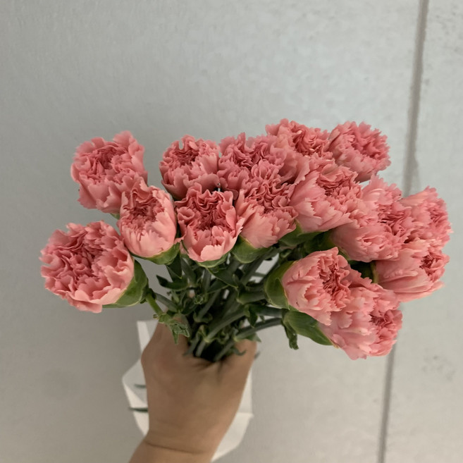 [사직생화] 카네이션 대륜 분홍 생화 한단20송이 (중국산)