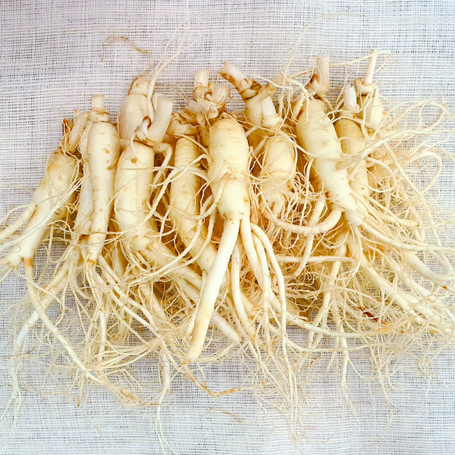 햇수삼 세척수삼 700g 금산인삼 삼계탕용 가정용 홍삼제조용 01.콩콩파삼-무료세척, 4개