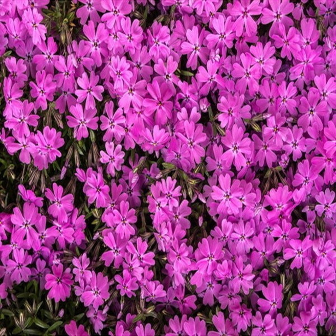 연세원예 꽃잔디(홍설) 포트 100개